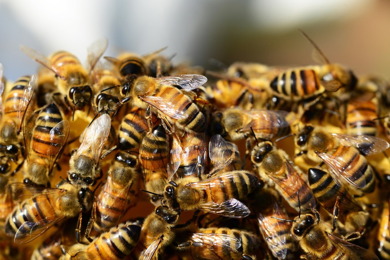 Hive Ledger product