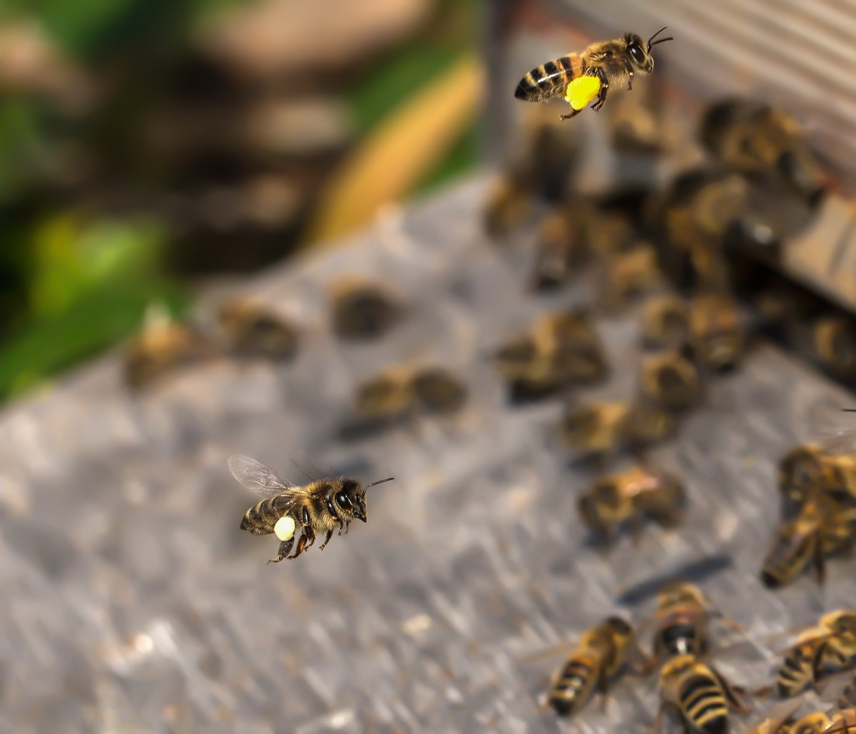About Hive Ledger